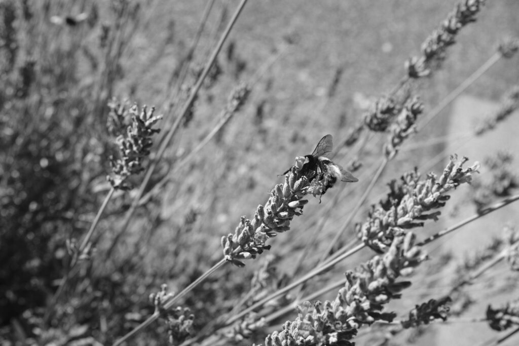 Dry Fly ishing